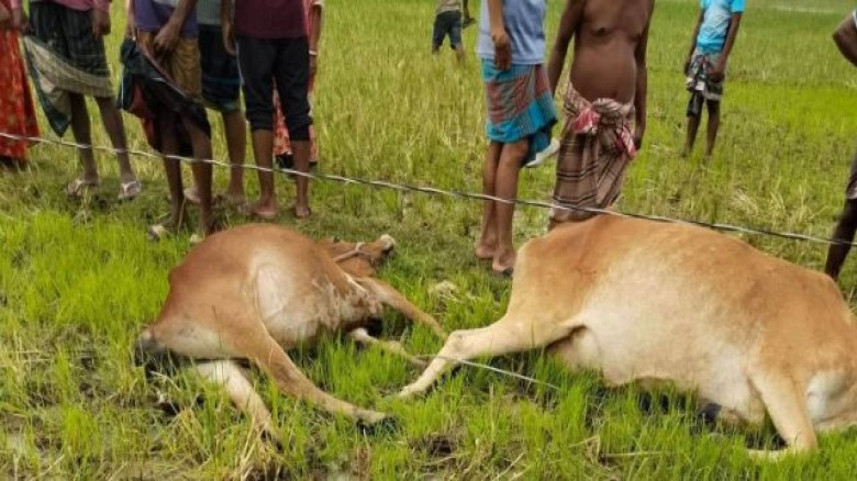 তানোরে ঝড়ে ছেঁড়া তারে বিদ্যুৎস্পৃষ্ট হয়ে ৭ গরু ও ২ শিয়ালের ম